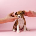 子犬がきたらまず行…