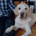 子犬はいつ頃からど…