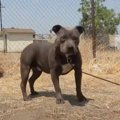 警戒心が強い犬を保…