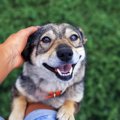 犬は人間の顔に対し…