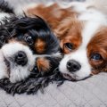 犬は『オス・メス』…