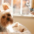 犬に「不安」という…