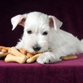 『ダメ犬』に育つの…