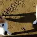 海で駆け回る柴犬親…