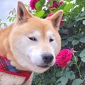 『犬と花』の写真を…