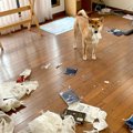 犬の待つ家に帰宅し…