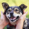 犬の飼い主がついつ…