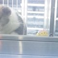 台湾の犬の環境や暮…
