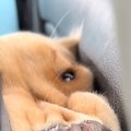 車の後部座席から『…