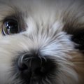 被災地熊本でのペッ…
