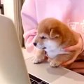 生後１ヵ月の柴犬パ…