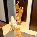 久しぶりに長女が家…