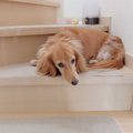 犬が『拗ねてしまう…
