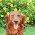 耳が垂れている犬種…