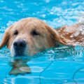 犬と楽しめる夏の遊…