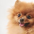 犬を飼うのにかかる…