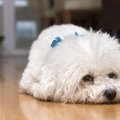 犬に与えるべきでは…