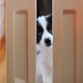 犬の分離不安は治せ…