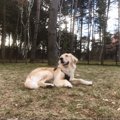 愛犬とリッチな旅を…