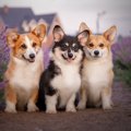 犬に害のない『蚊よ…