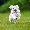 犬が『突進』する時…