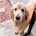 泥んこになって帰宅…