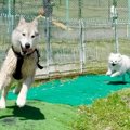 ハスキー犬が小型犬…