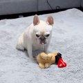 人形を勢いよく振り…