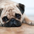 犬が苦しんでいる『…