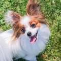 愛犬はどう？元気い…
