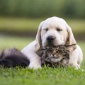 犬が「あごのせ」し…