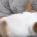 楽器を吹いているよ…