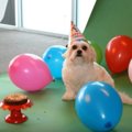 保護犬からモデル犬…