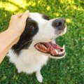 『飼い主に従順な犬…