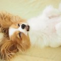 小型犬の『あるある…