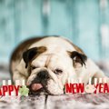 犬が絶対食べてはい…