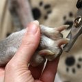 犬の止血剤 おすすめ…
