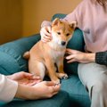 犬を飼い始めたばか…