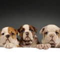 犬に悪い印象を持た…