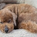 犬が『拗ねてしまう…