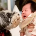 2匹の犬が『赤ちゃん…