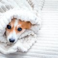 犬が病気になってし…