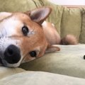 今からはじめる愛犬…