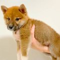 『豆柴』と言われて…