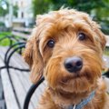 犬を飼うと、人にど…