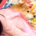 同居犬が亡くなり、…