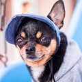 犬に『帽子』って必…