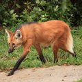 犬科最速「タテガミ…