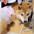 犬が『自分はまだ小…