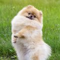 犬が思わず二足歩行…
